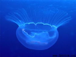 Moon jellyfish are about the size of a basketball and saf... by Zaid Fadul 